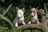 BULL TERRIER MINIATURE 185